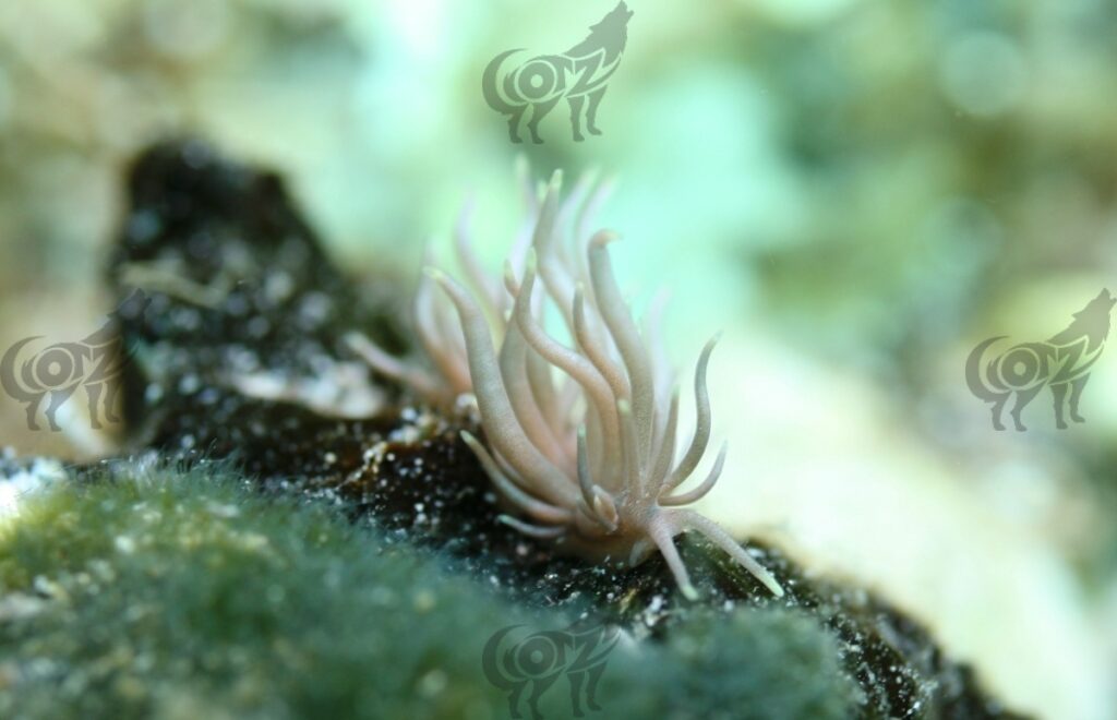 nudibranch