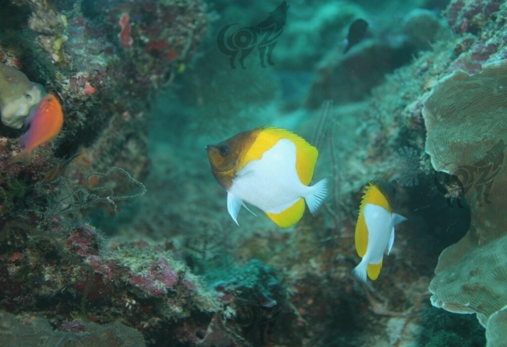 Butterflyfish Pyramid