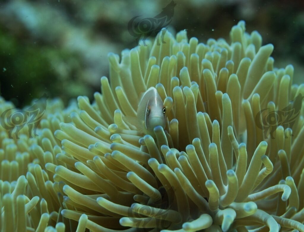 anemonfish orange finned