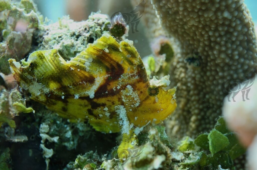 scorpionfish leaf