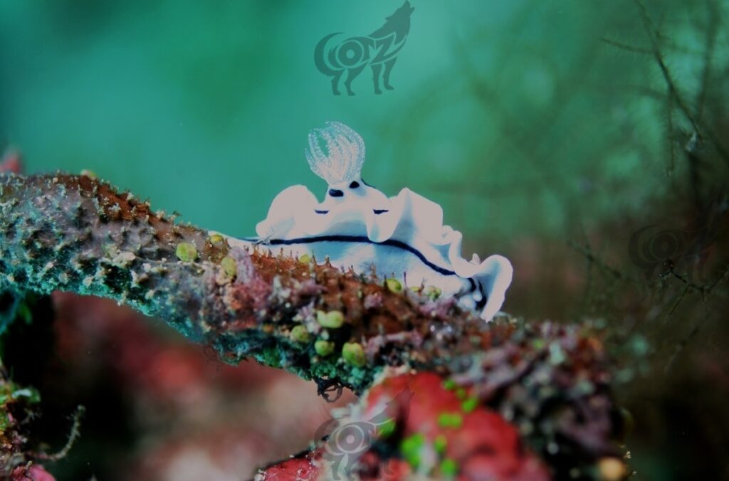 nudibranch