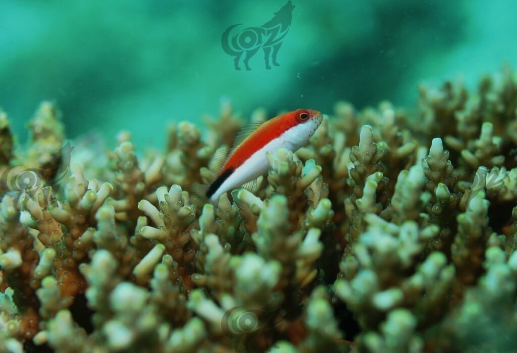 Hawkfish Freckled