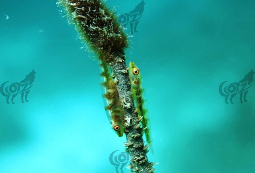 goby coral wire