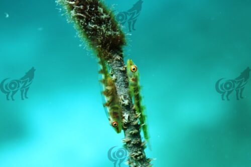 goby coral wire