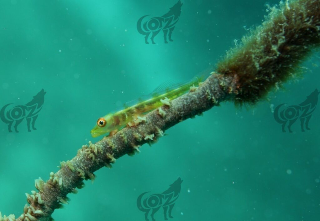 Goby Coral Wire