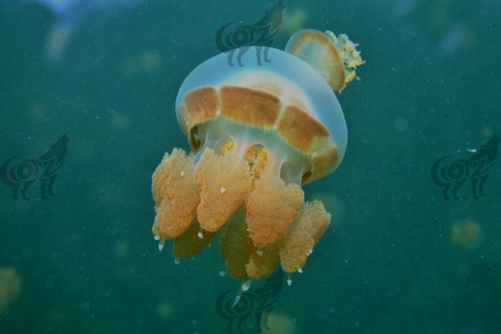 jellyfish