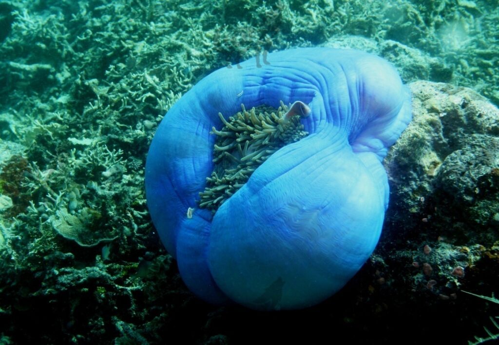 Anemonfish Pink