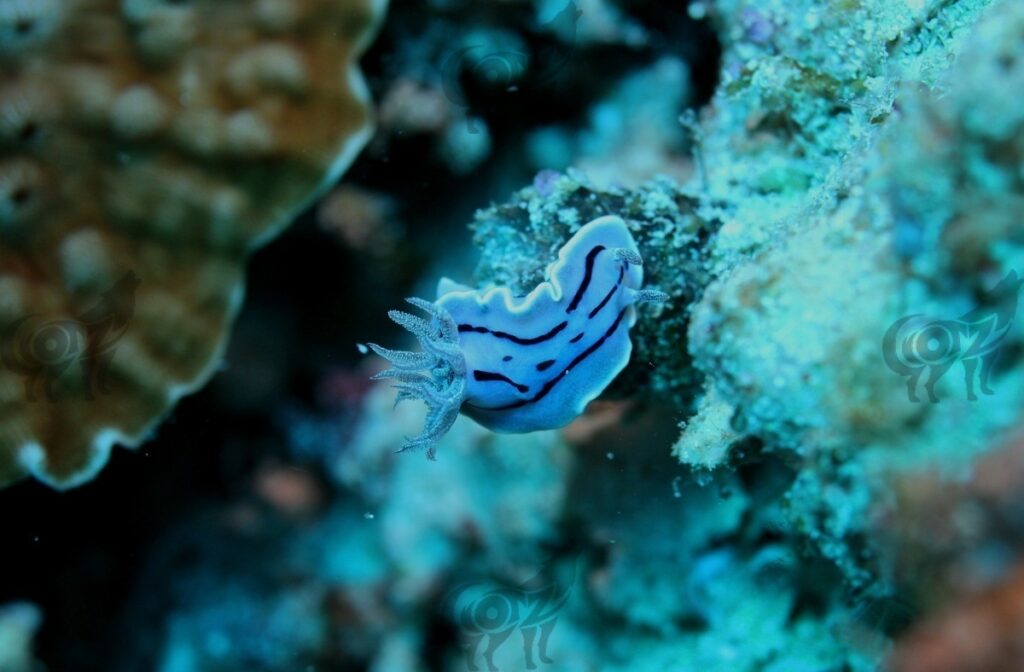 nudibranch