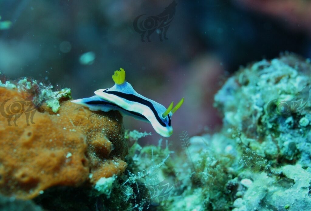 nudibranch