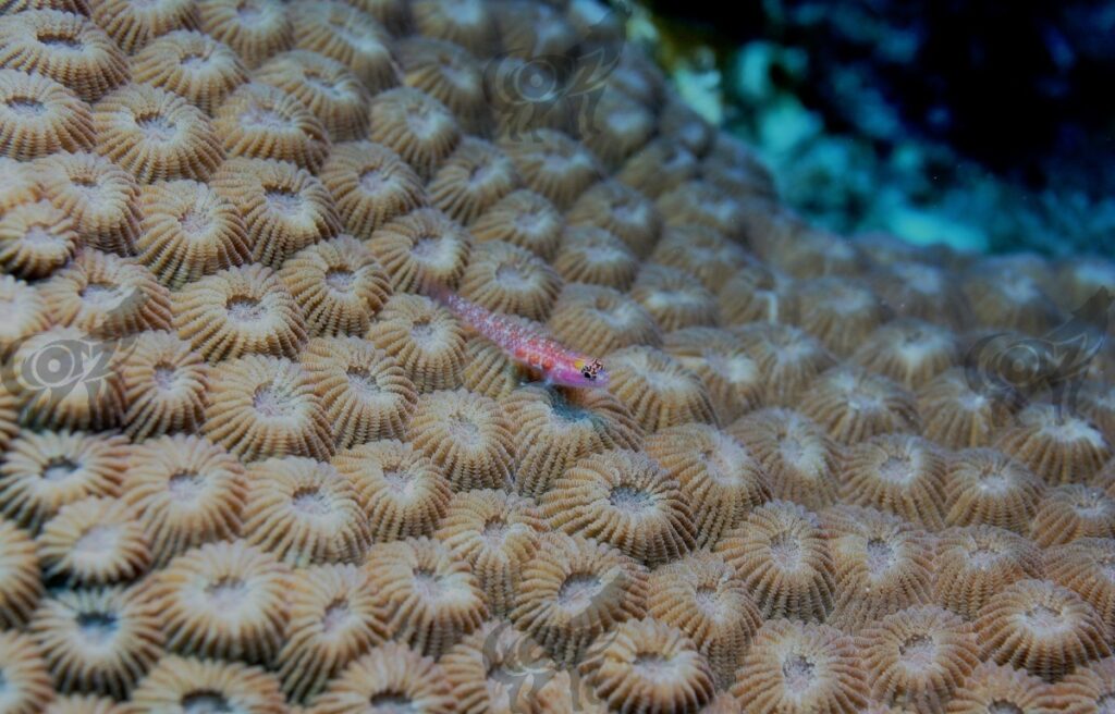 PigmyGoby Redspotted