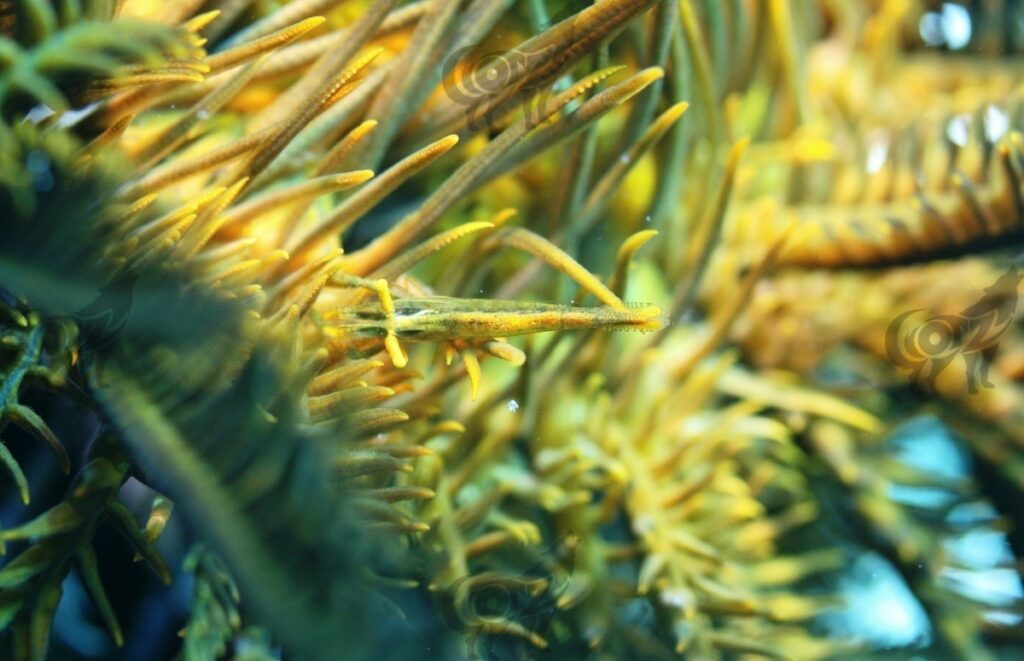 Shrimp Crinoid Commensal