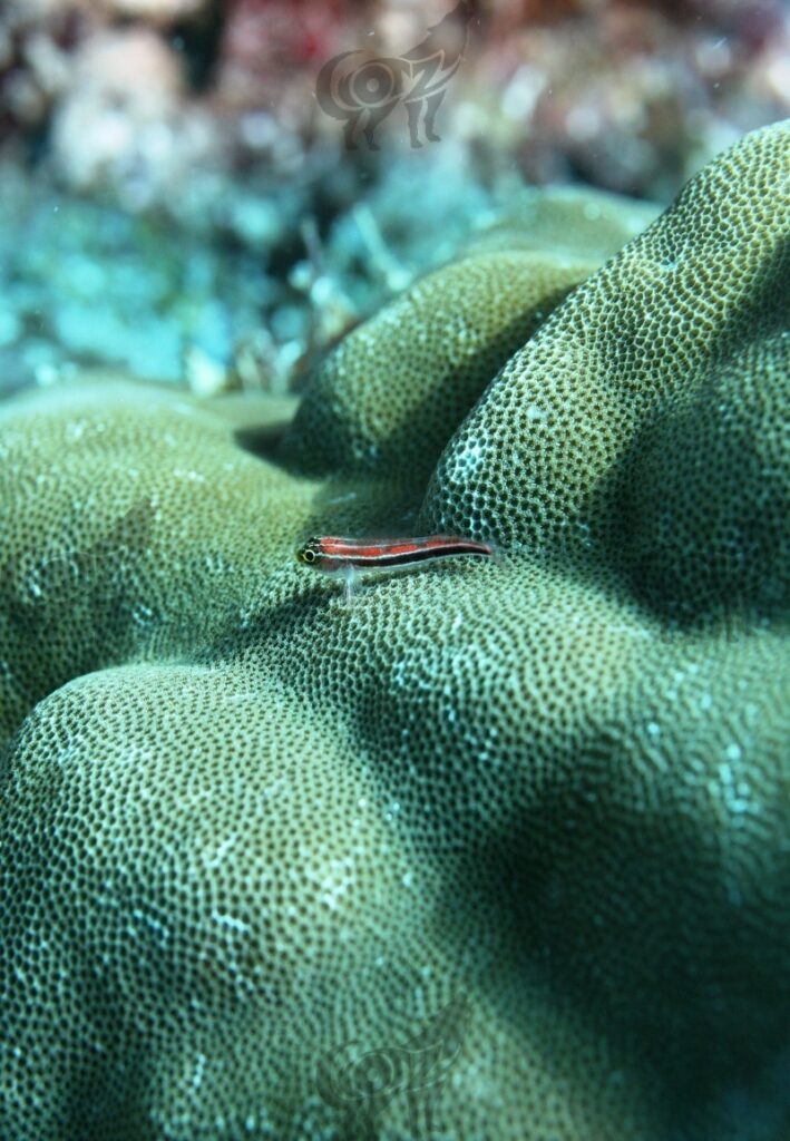 triplefin striped