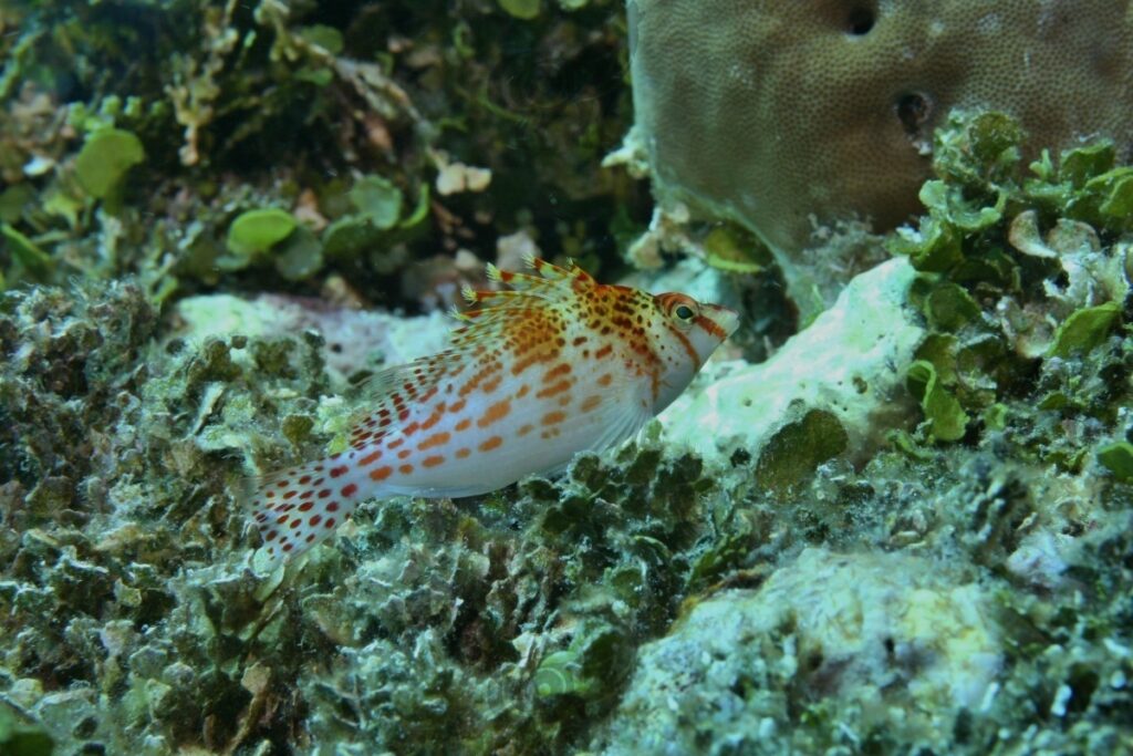 hawkfish