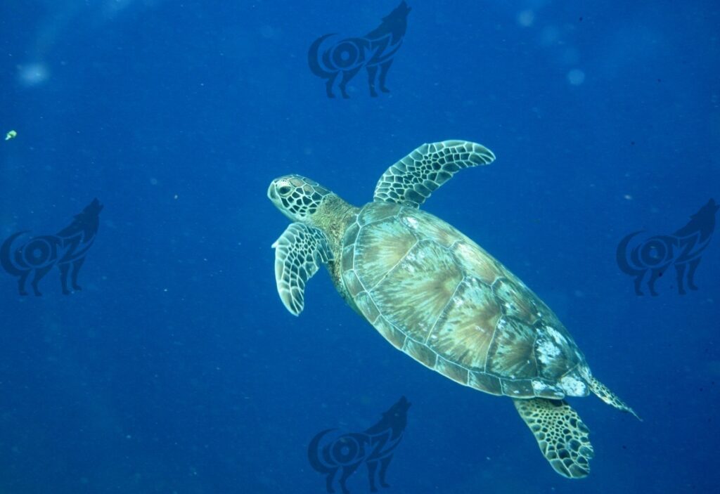 turtle