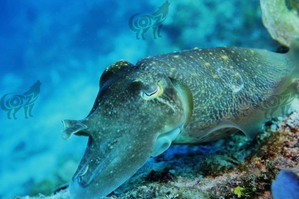 cuttlefish