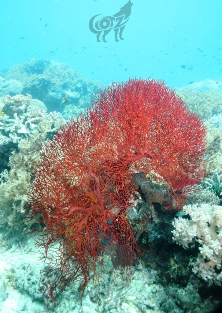 underwater landscape