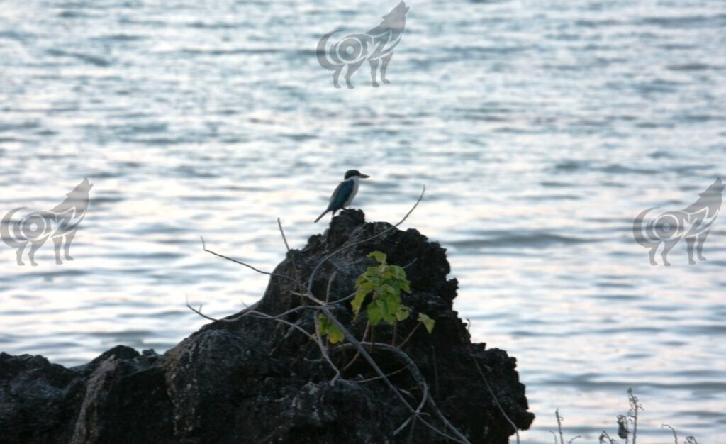 Kingfisher Woodland