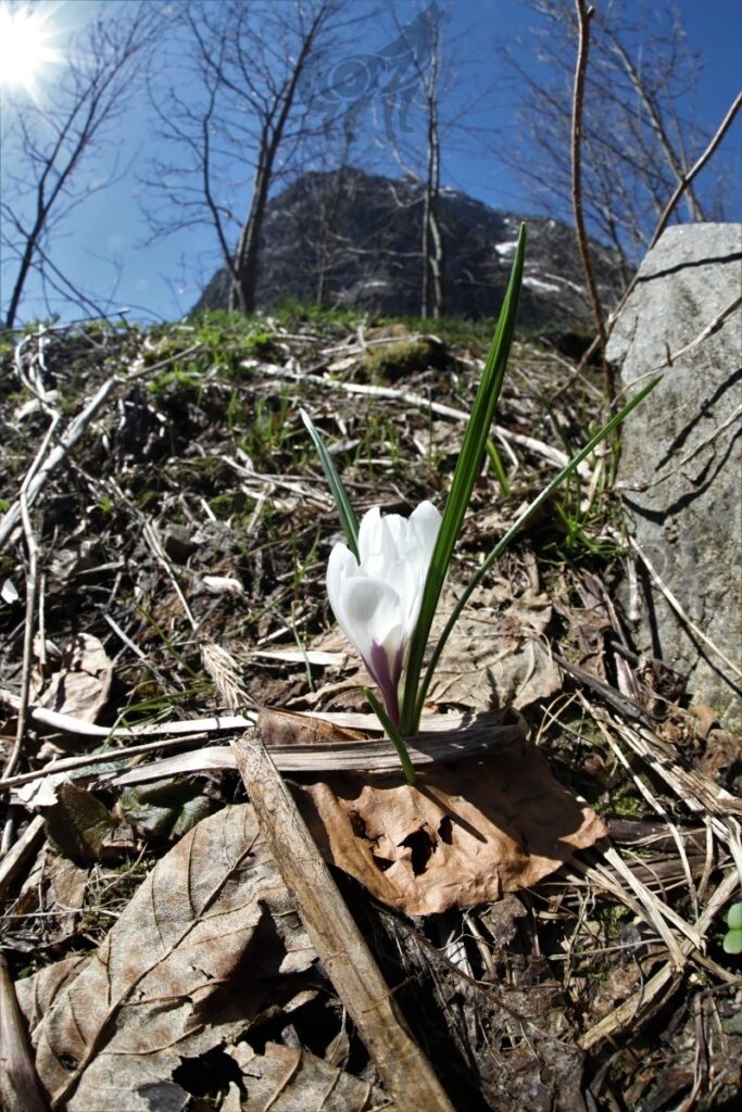 crocus