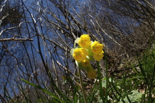 primula veris