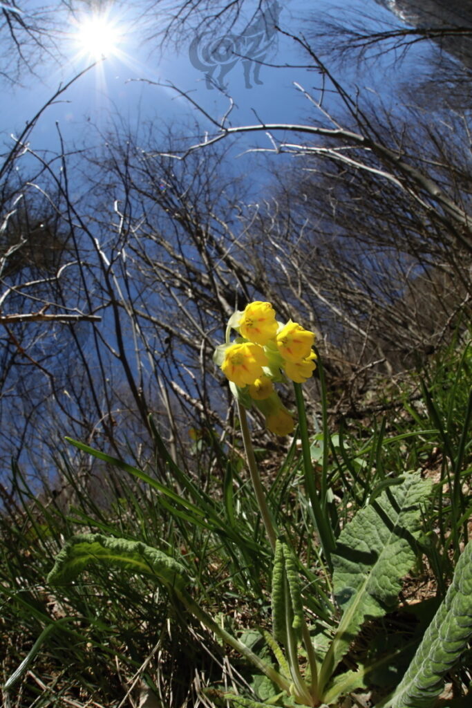 primula veris