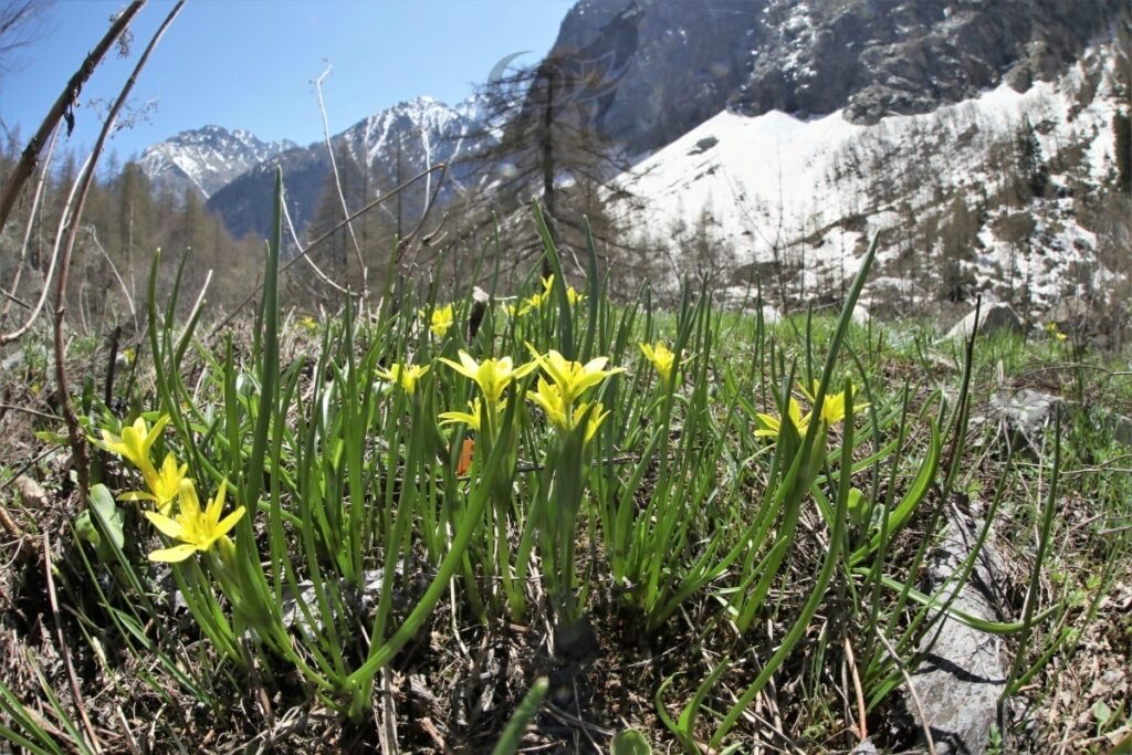 romulea manticola