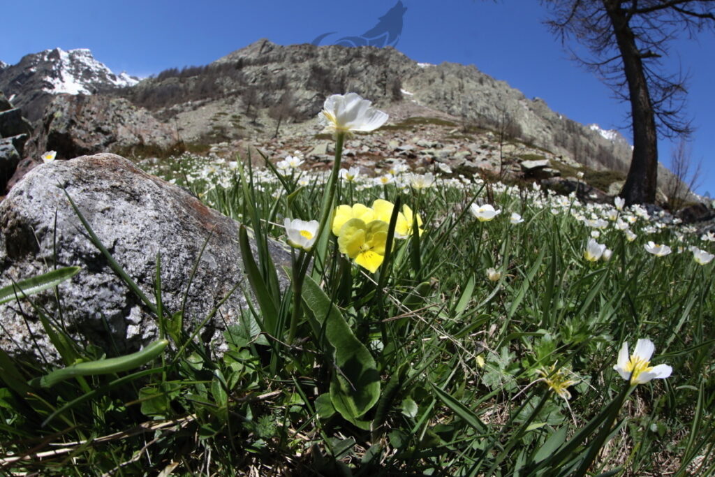 viola veladeria