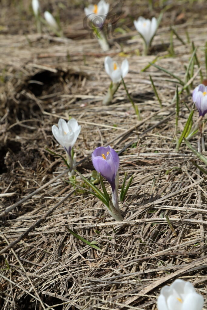 crocus