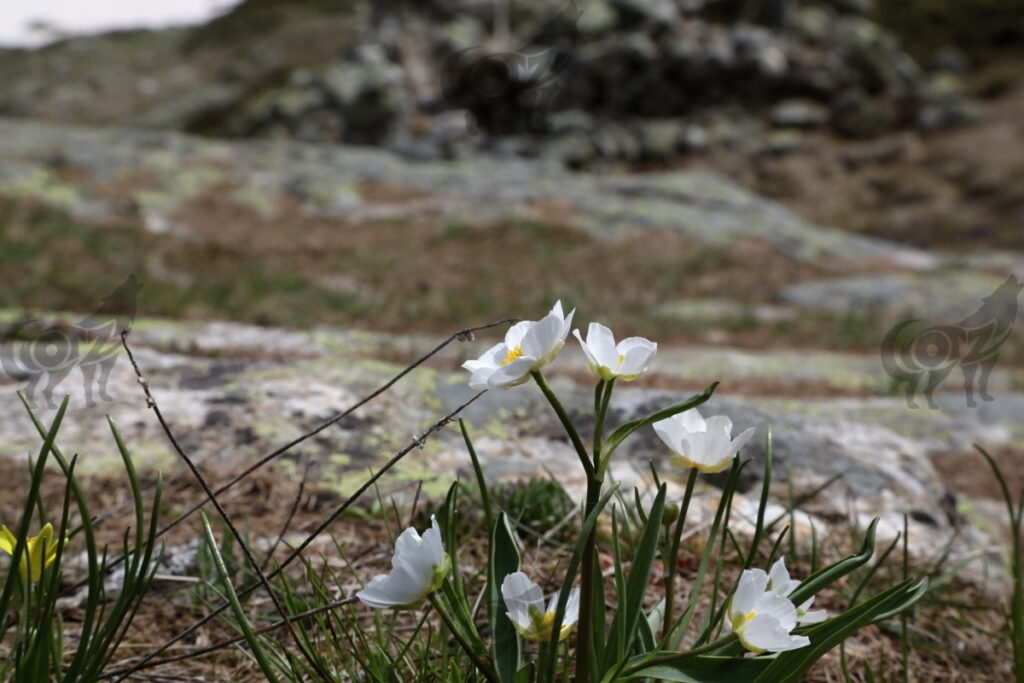 anemone alpino