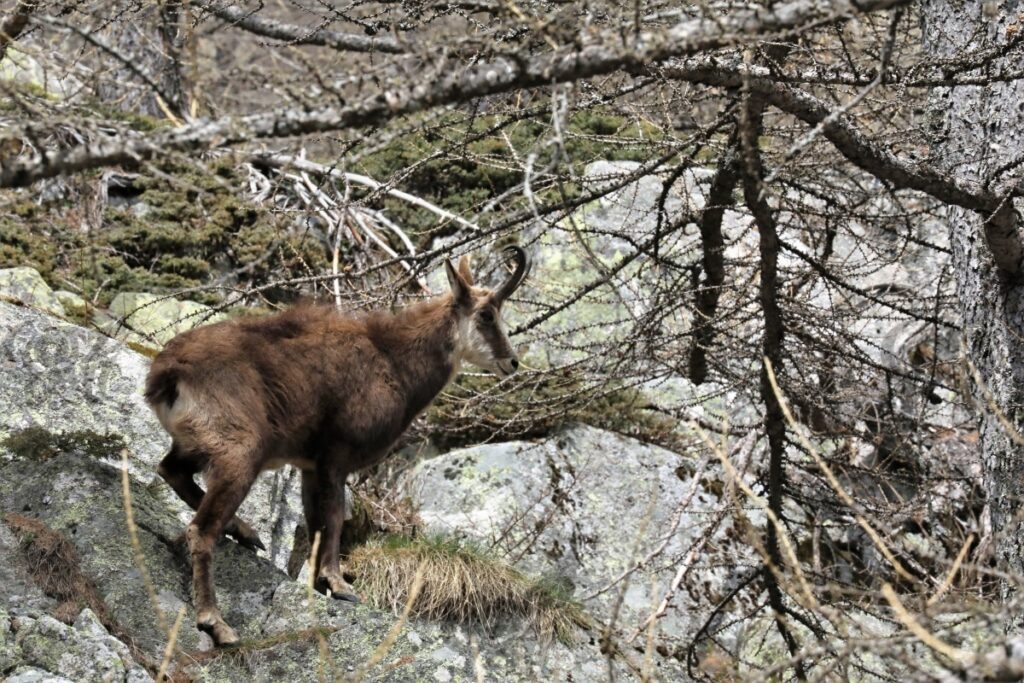 chamois