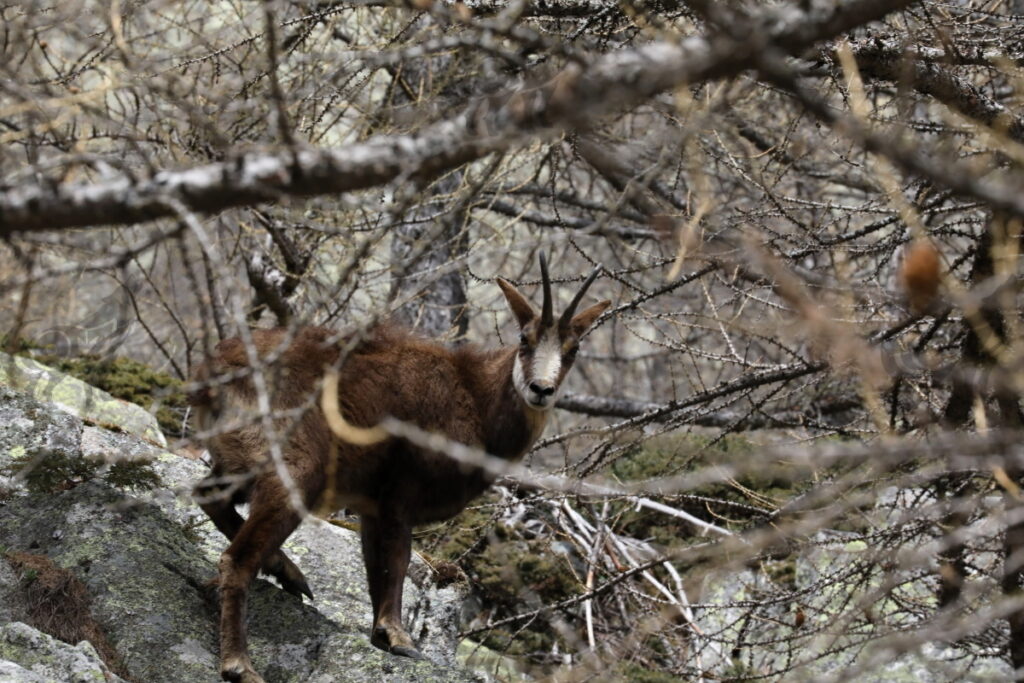 chamois