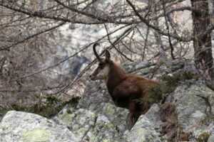 chamois