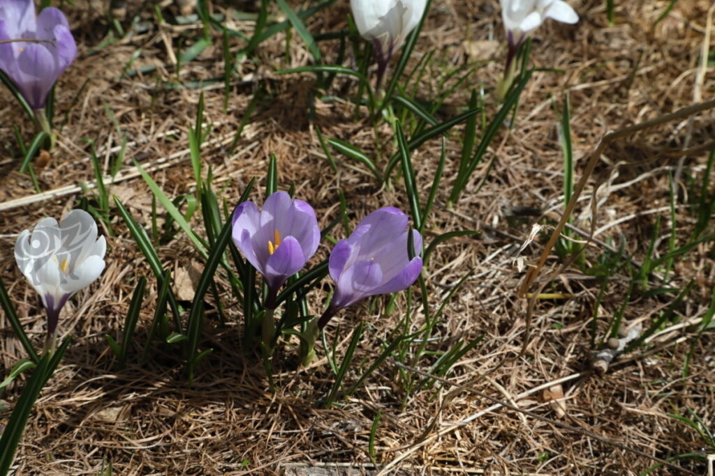 crocus