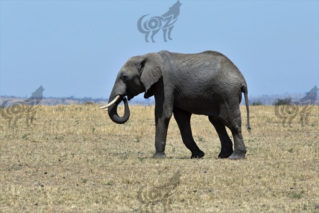 elephant