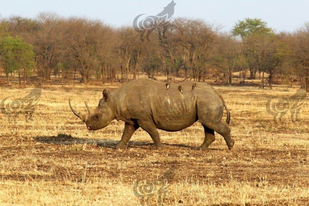 rhino