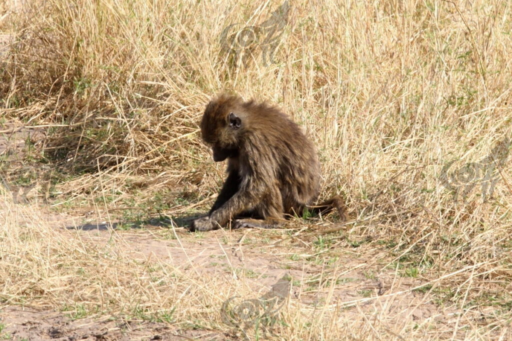 baboon