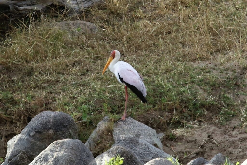 tantalo beak