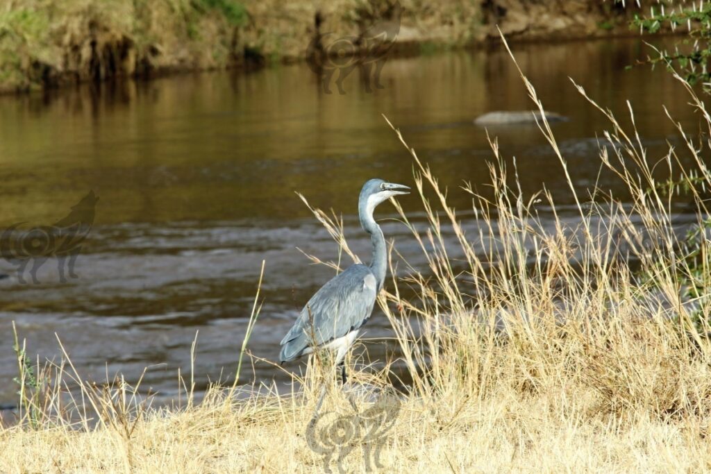 egret head