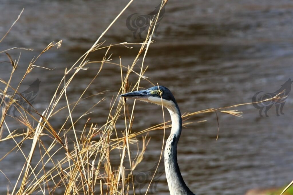 egret head