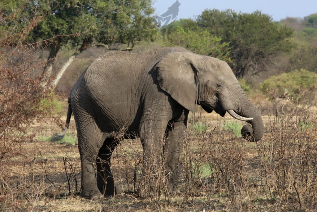 elephant