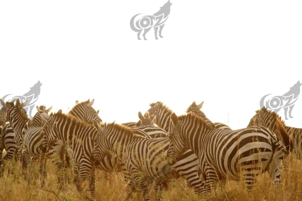 zebra