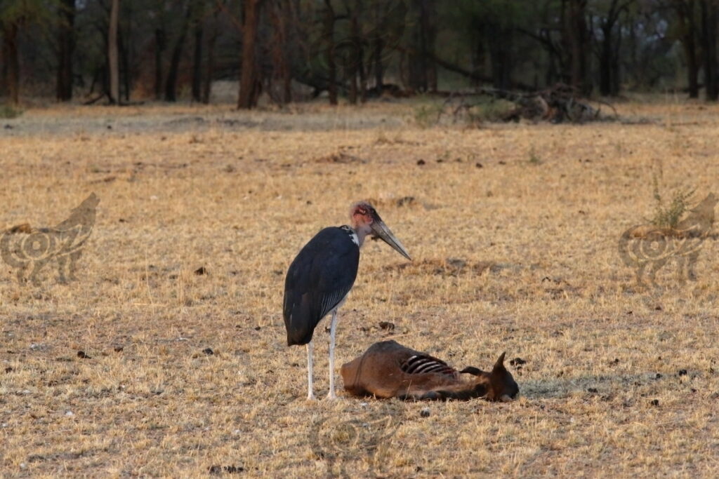 african marabou