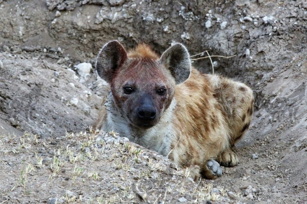 hyena