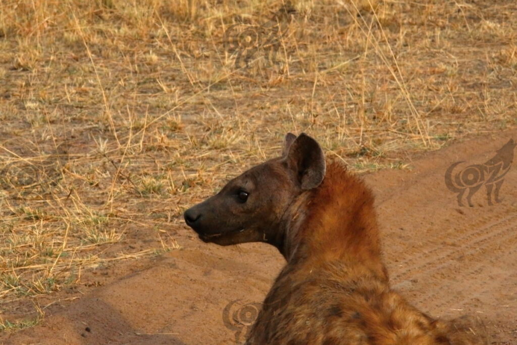 hyena