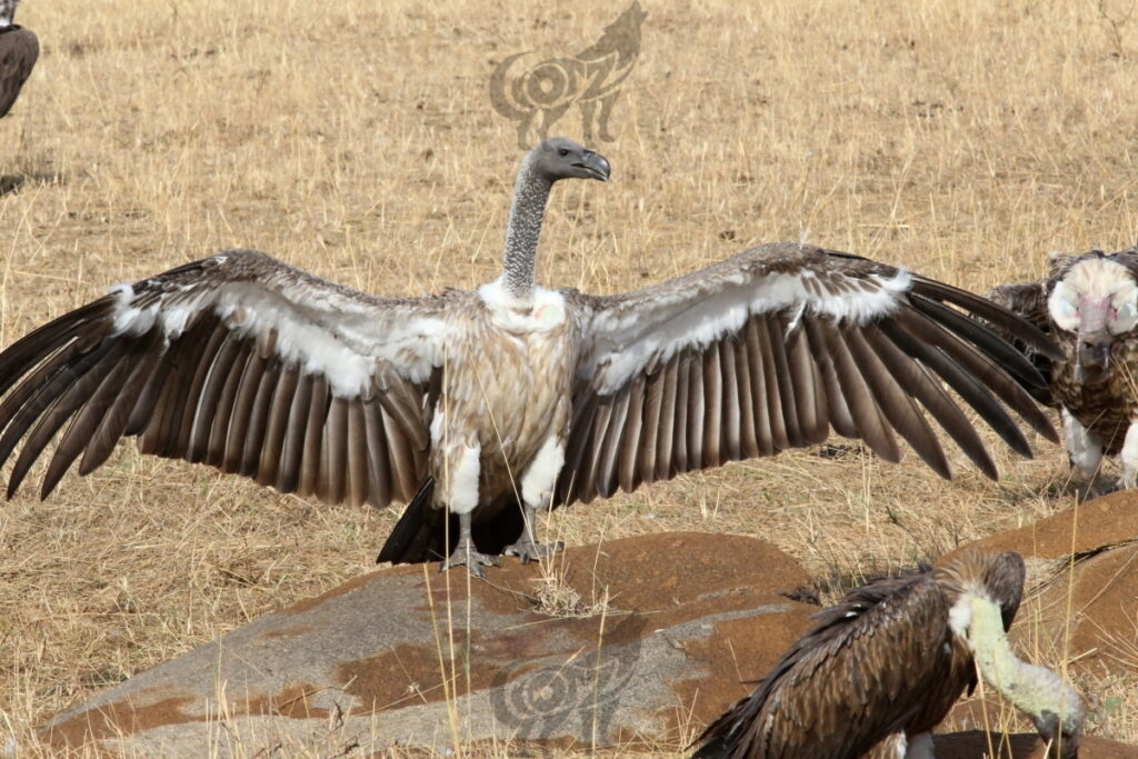 vulture