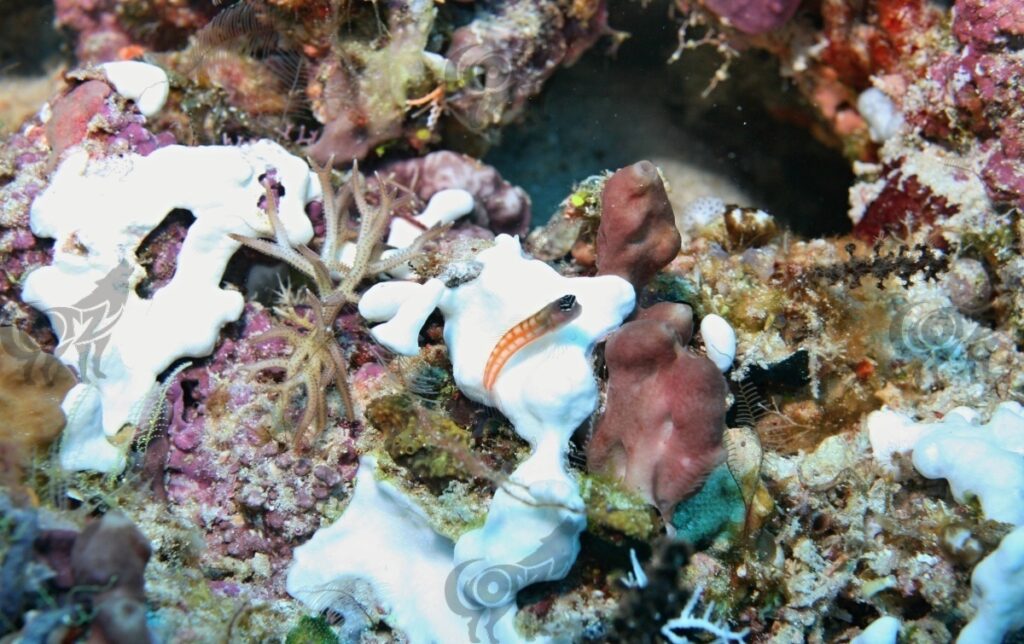 blenny bath's