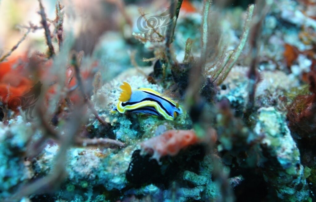 nudibranch