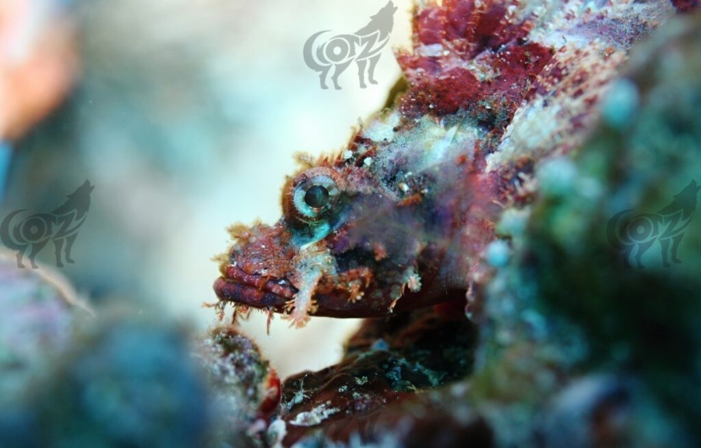 stonefish reef