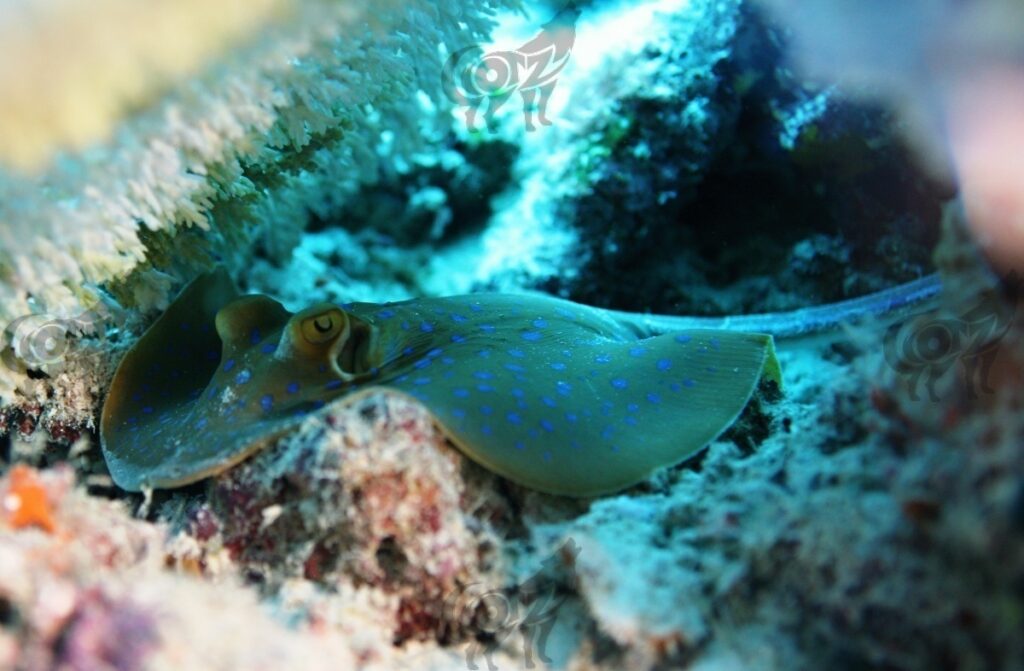 stingray blue spotted ribbontail