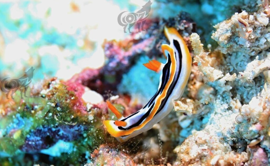 nudibranch