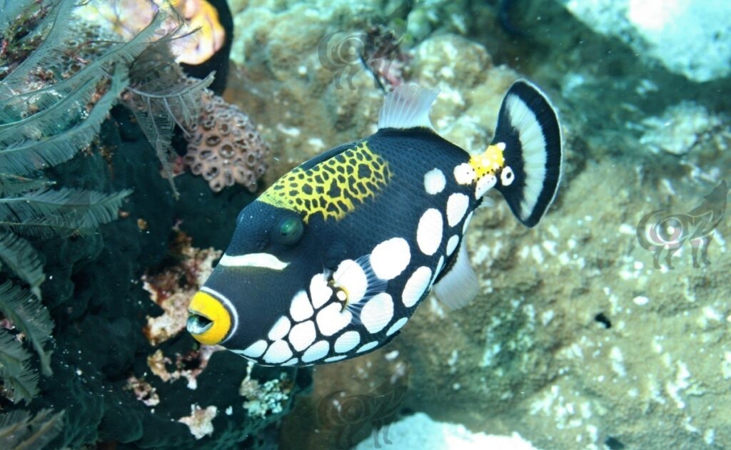 triggerfish clown